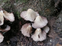 Coprinopsis romagnesiana