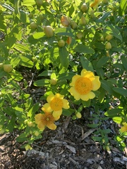 Hypericum prolificum