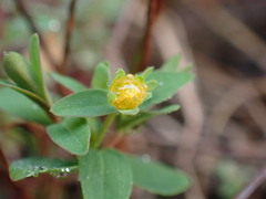 Hypericum mutilum
