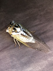 Megatibicen dealbatus
