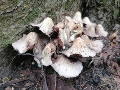 Coprinopsis romagnesiana