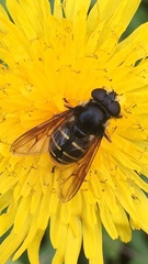 Sericomyia chalcopyga