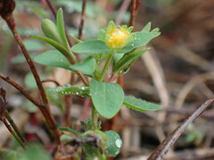Hypericum mutilum
