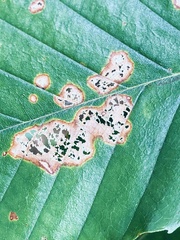 Acalitus ferrugineum