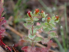 Hypericum mutilum