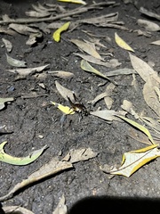 Penalva flavocalceata