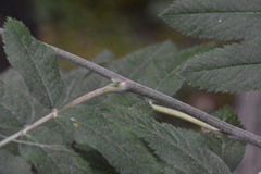 Sorbus scopulina