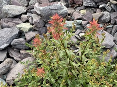 Castilleja miniata