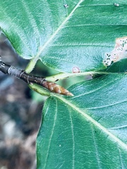 Acalitus ferrugineum