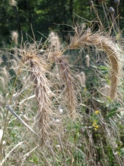 Elymus canadensis