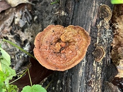 Trametes cinnabarina