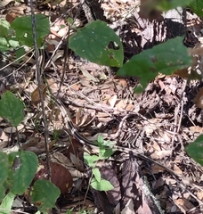 Thamnophis cyrtopsis