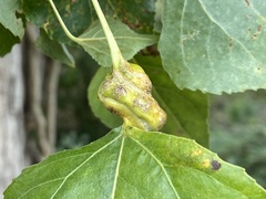 Pemphigus spyrothecae