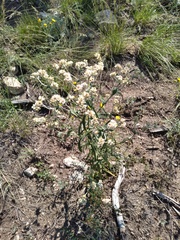 Pseudognaphalium canescens