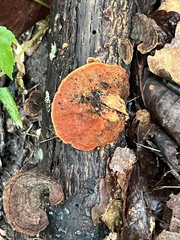 Trametes cinnabarina