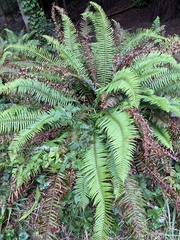 Polystichum
