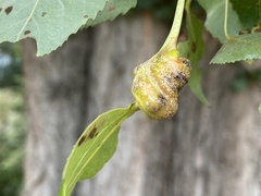 Pemphigus spyrothecae