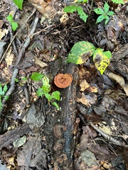Trametes cinnabarina
