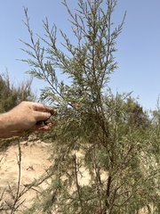 Tamarix ramosissima