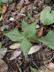 Trillium