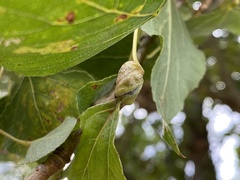Pemphigus spyrothecae