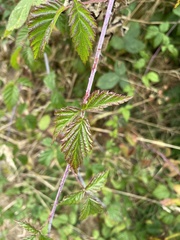 Rubus ursinus