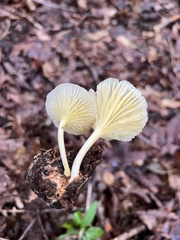 Gerronema strombodes