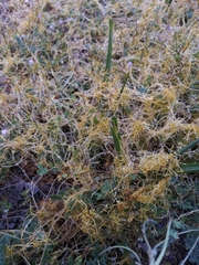 Cuscuta chilensis