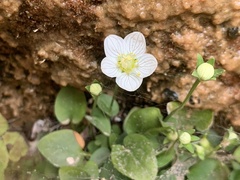 Parnassia