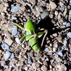 Pediodectes haldemanii