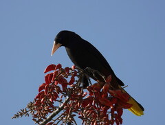 Psarocolius decumanus