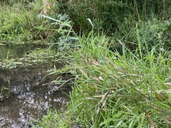 Phalaris arundinacea