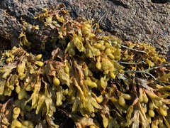 Fucus