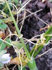 Cuscuta chilensis