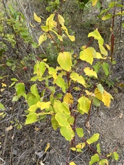 Apocynum androsaemifolium