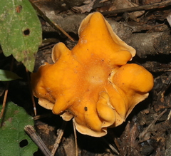 Cantharellus