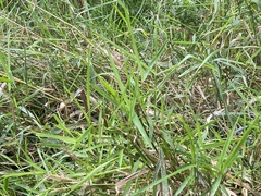 Phalaris arundinacea