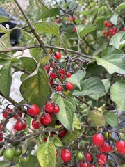 Solanum dulcamara
