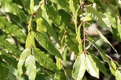 Zanthoxylum clava-herculis