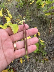 Apocynum androsaemifolium