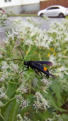 Synanthedon exitiosa