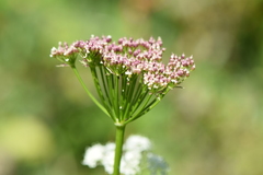 Angelica genuflexa