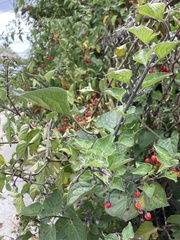 Solanum dulcamara