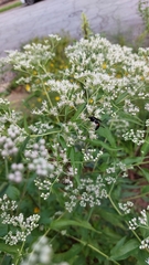 Synanthedon exitiosa