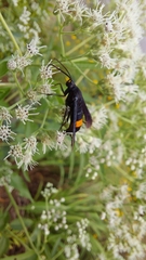 Synanthedon exitiosa