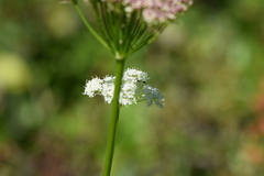 Angelica genuflexa