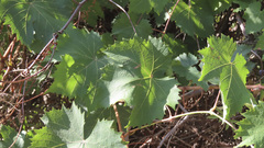 Vitis vinifera