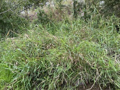 Phalaris arundinacea
