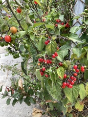 Solanum dulcamara
