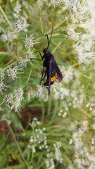 Synanthedon exitiosa